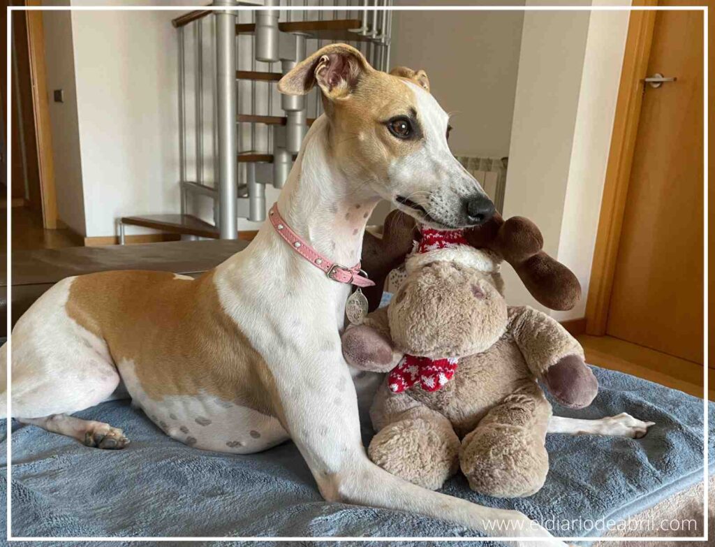 Abril la Whippet descansando con su nuevo regalo de Navidad: un muñeco gustosito de reno.