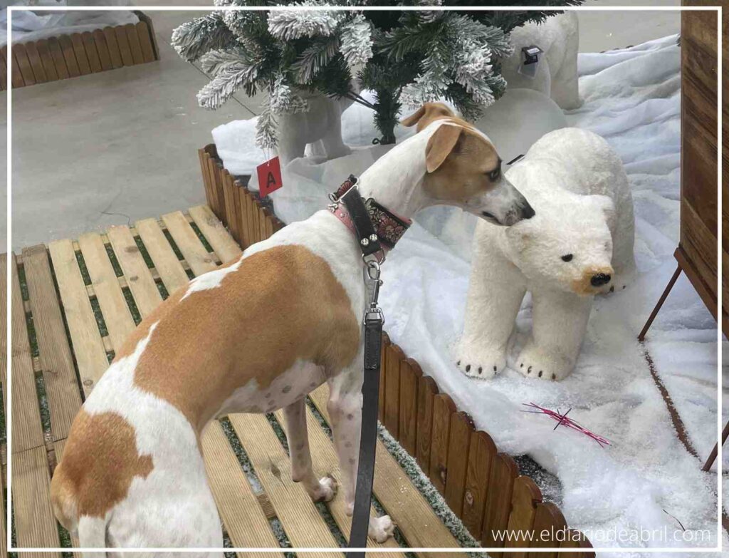 Primer plano de Abril la Whippet oliendo la decoración de oso polar en Navidad con cautela.