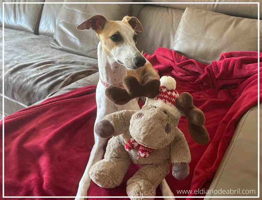 Abril, la Whippet, oliendo y jugando con su regalo navideño, un muñeco de reno, en el sofá.