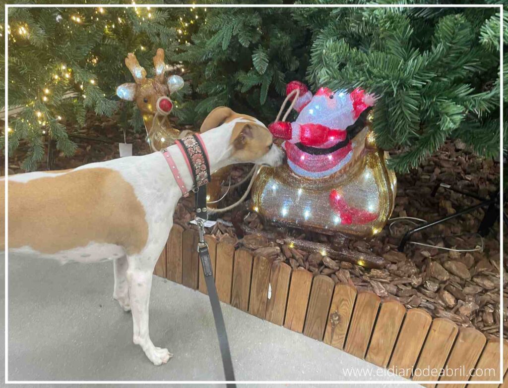 Mascota Whippet Abril examinando de cerca un Papá Noel o figura navideña con luz.