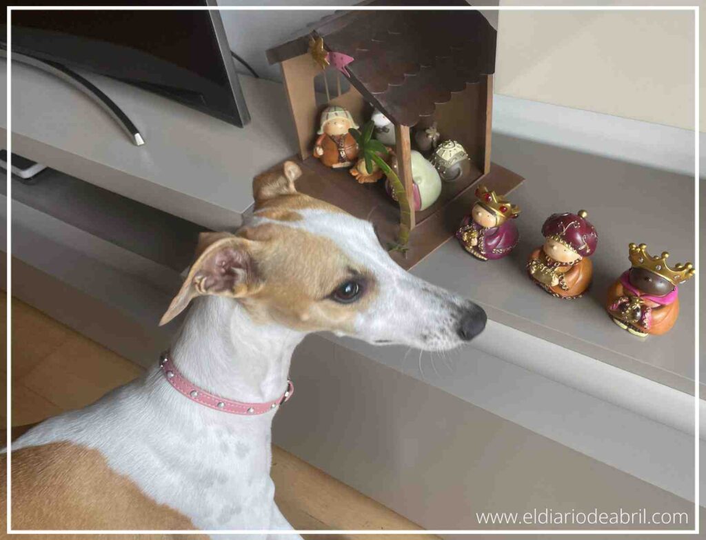 Abril, la perra whippet, jugando cerca de las cajas de cartón y los adornos navideños desempacados.