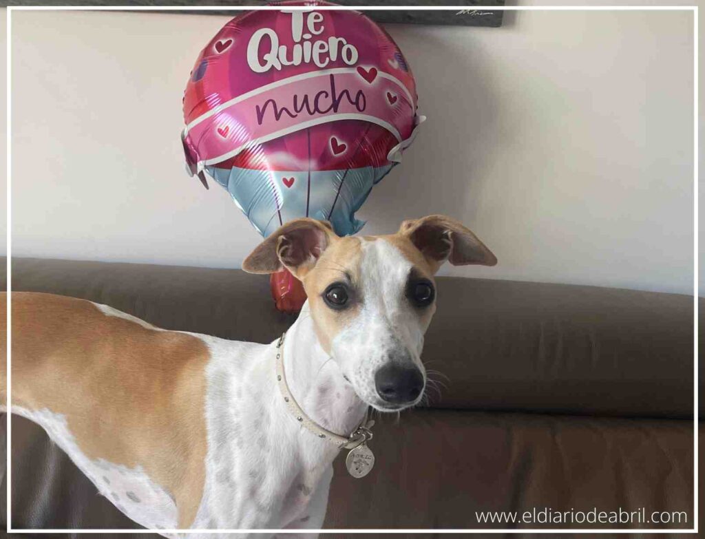 Whippet Abril posando con globos de colores celebrando su cumpleaños.