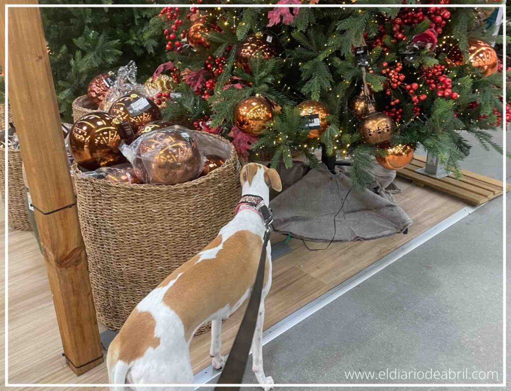 Perro Whippet sentado observando el árbol de Navidad y los adornos coloridos en la cesta.