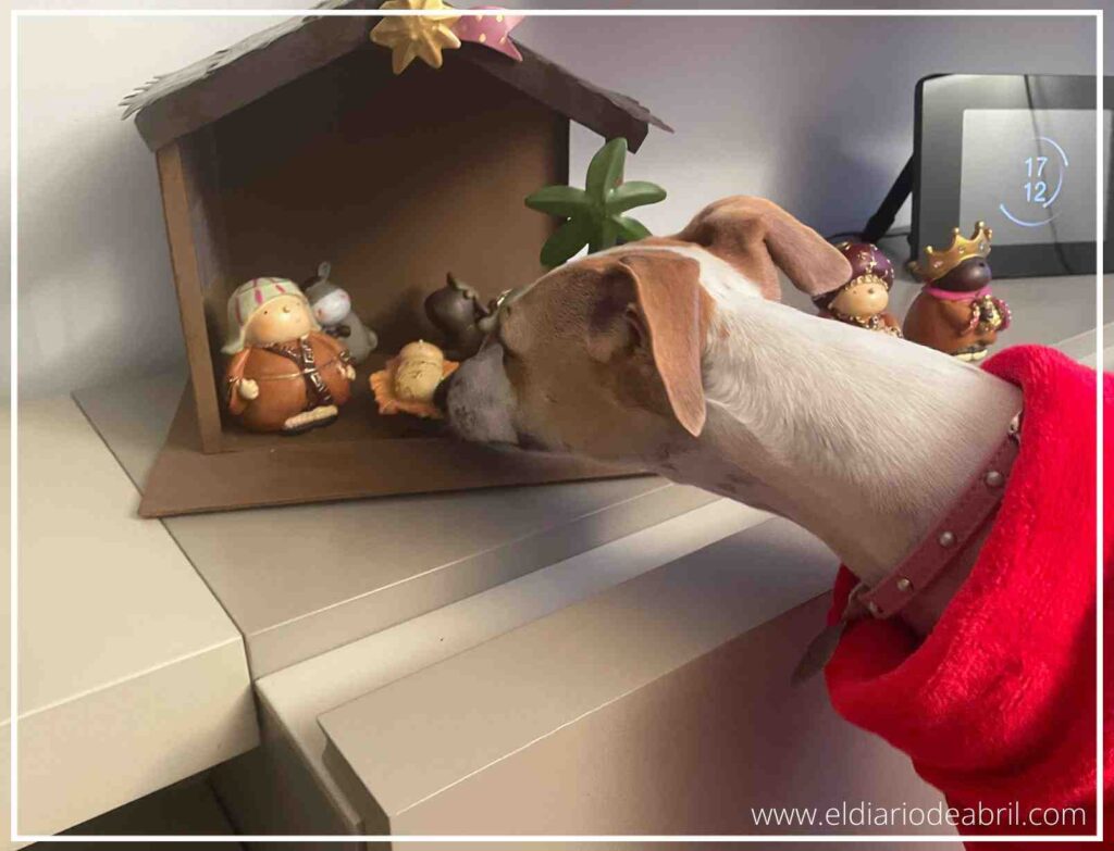 Abril, el whippet, cerca de una planta de adorno; un recordatorio de los peligros de las plantas tóxicas para mascotas en Navidad.