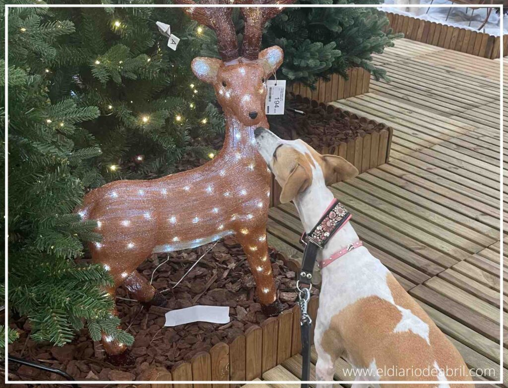 Abril el Whippet olfateando un reno de decoración bajo las luces del árbol de Navidad en su casa.