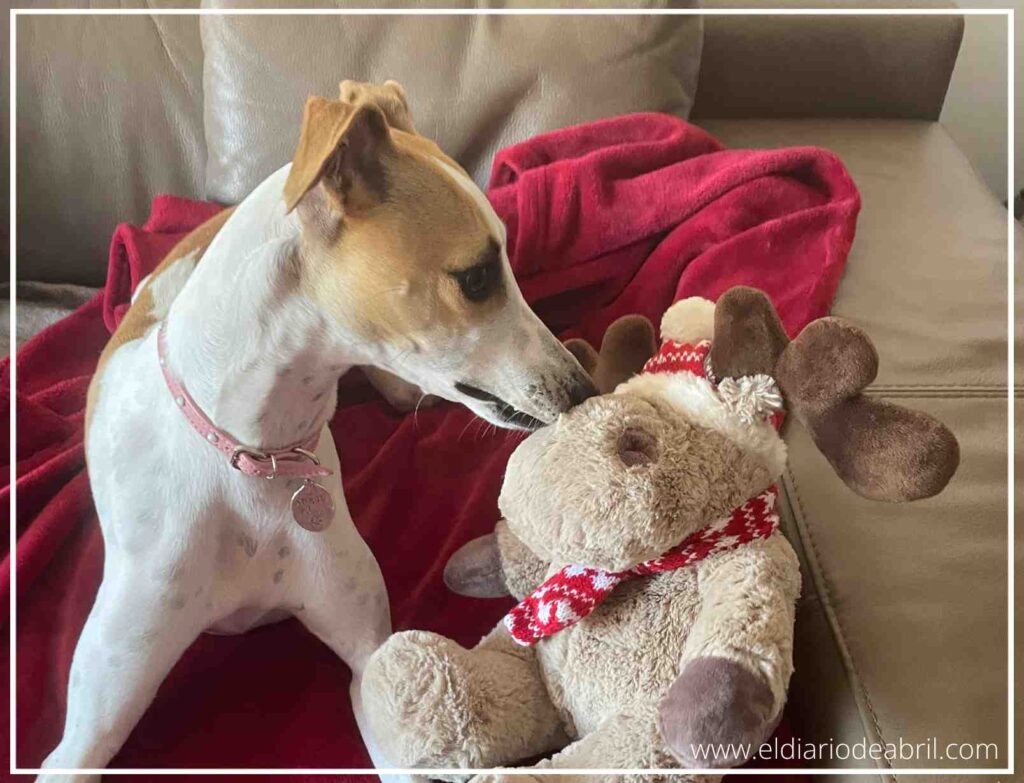 Foto de un Whippet (Abril) acurrucado con su juguete de reno en una manta roja navideña.