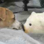 Whippet Abril en su primera Navidad, oliendo un adorno de oso polar con curiosidad