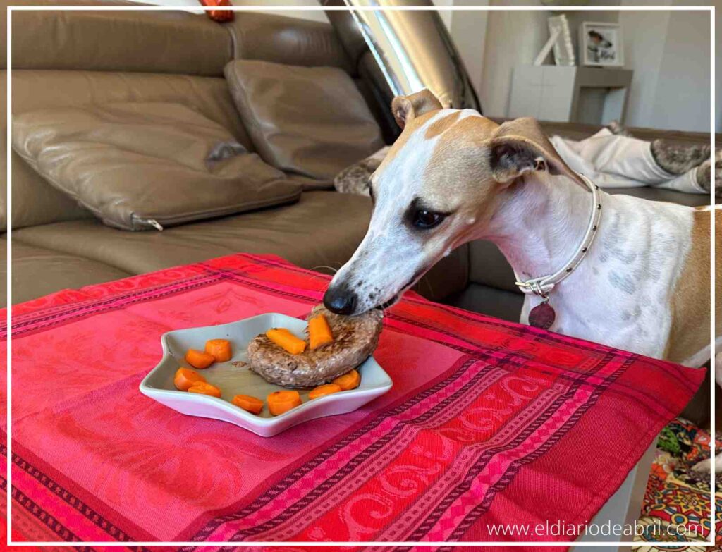 Retrato de la Whippet Abril disfrutando de su celebración de cumpleaños en eldiariodeabril.com.
