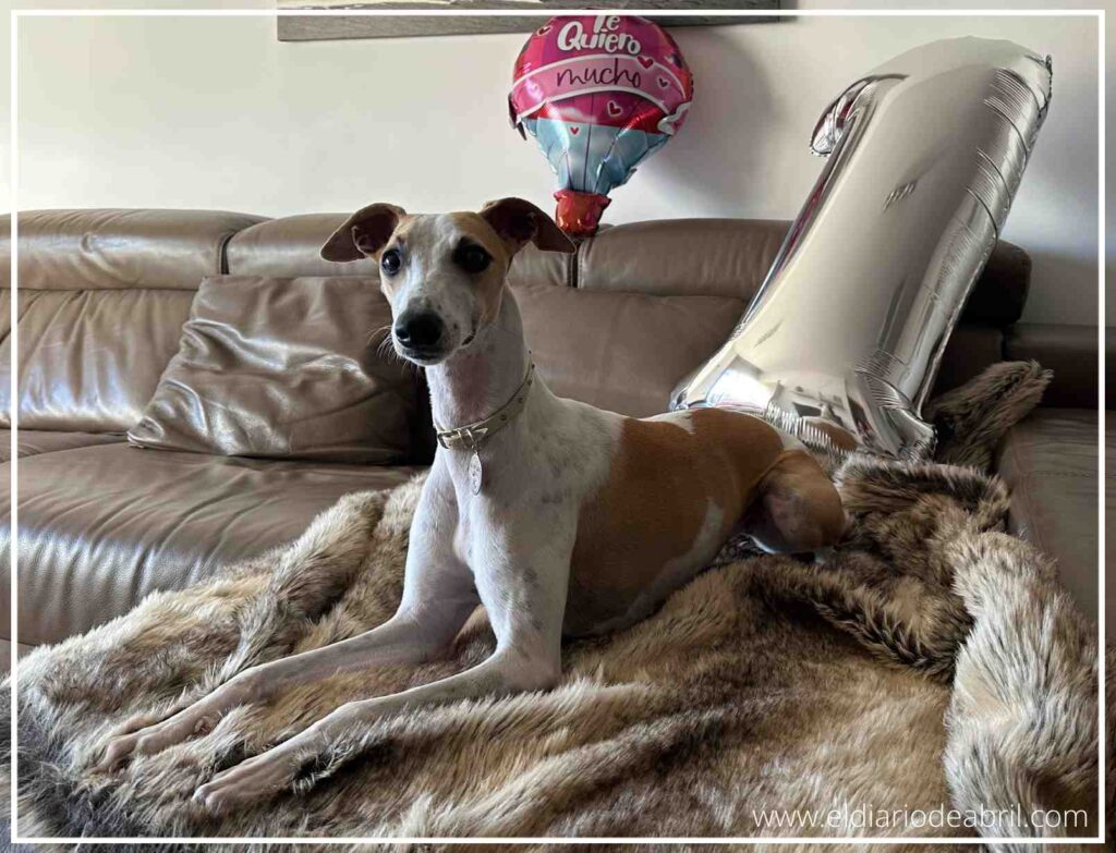 Primer plano de la cara de la perrita Abril con globos de fondo de su fiesta de cumpleaños.