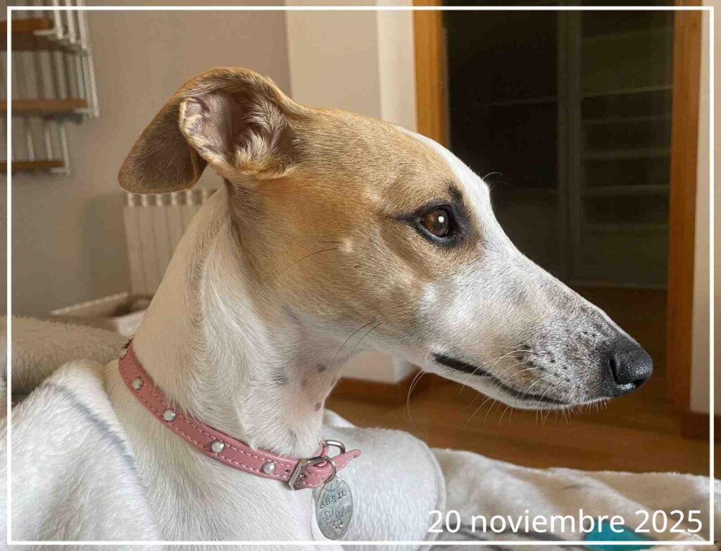El perfil de la Whippet Abril de Noviembre de 2025