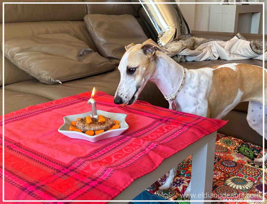Perrita Abril, raza Whippet, posando tranquila durante su primer aniversario.
