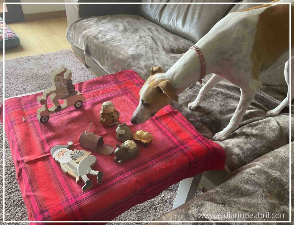 Abril la whippet investiga piñas secas de Navidad, recordando la importancia de la seguridad animal.