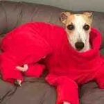 Perro Abril con pijama rojo oliendo un ramillete de muérdago (Viscum album). Precaución en Navidad.