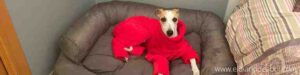 La magia de la primera Navidad Whippet en casa