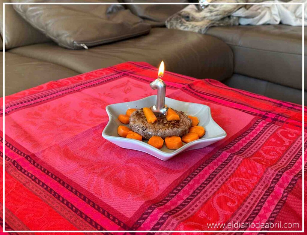 Perrita Whippet Abril en su primer cumpleaños junto a su pastel canino especial.