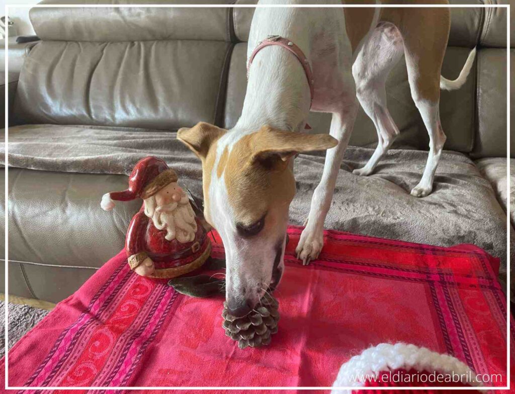 Whippet Abril con pijama rojo de Navidad oliendo un pequeño adorno en el suelo.