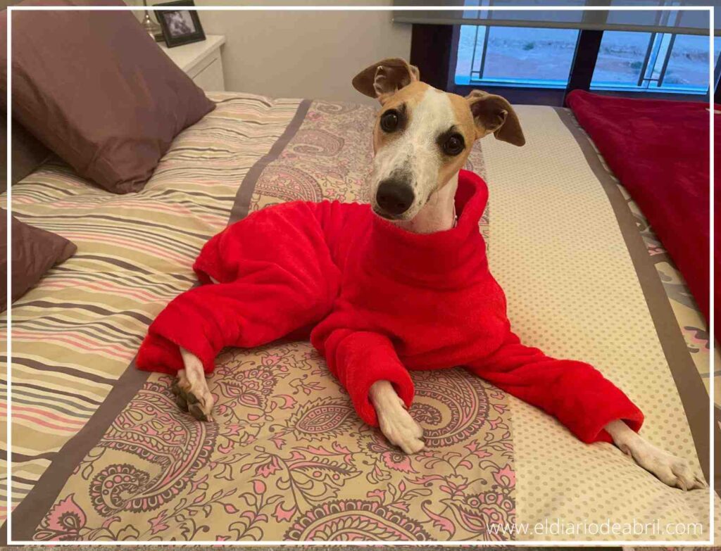 Whippet Abril con pijama cerca de una Flor de Pascua. Cuidado con la Euphorbia pulcherrima y la seguridad en Navidad.