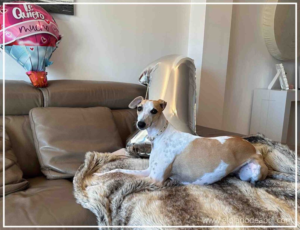 Retrato de la elegante Whippet Abril en el día de su cumpleaños con ambiente festivo.