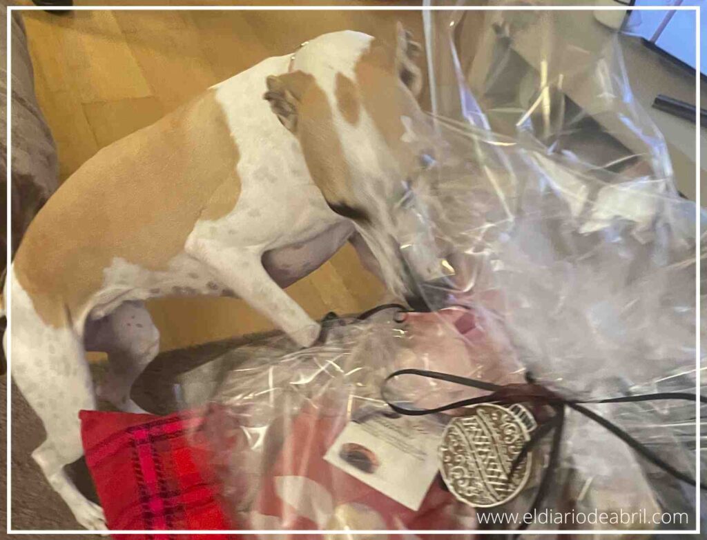 Primer plano de Abril olfateando los intensos aromas de turrones y chocolates de la cesta, manteniendo la salud canina.