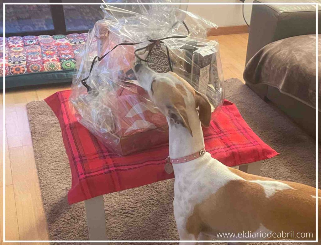 Abril, una whippet, oliendo con curiosidad una cesta de Navidad llena de productos prohibidos para perros, como turrones.