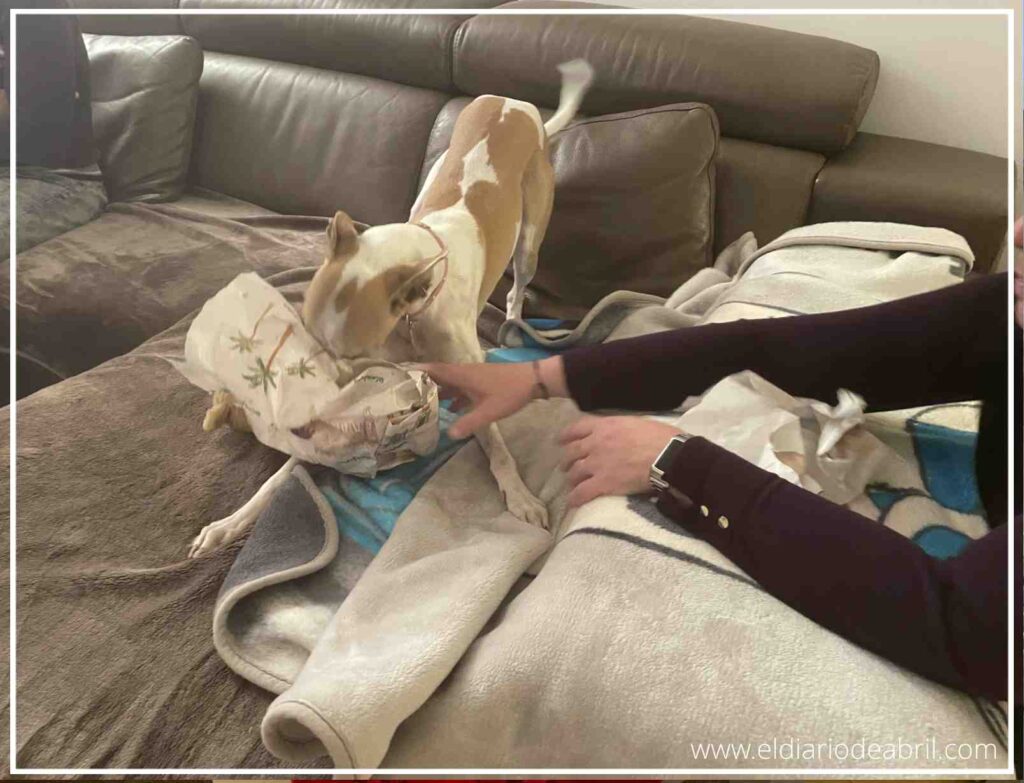 Escena de alegría al desenvolver el regalo de la whippet, con el nuevo peluche de león a la vista.