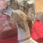 Momento curioso de la perra Abril, cerca de los regalos de la familia, mostrando interés por la comida.