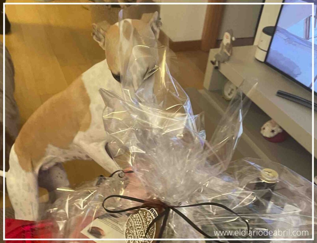 Perro whippet mostrando intriga por la cesta de regalos navideños que contiene dulces y chocolates.
