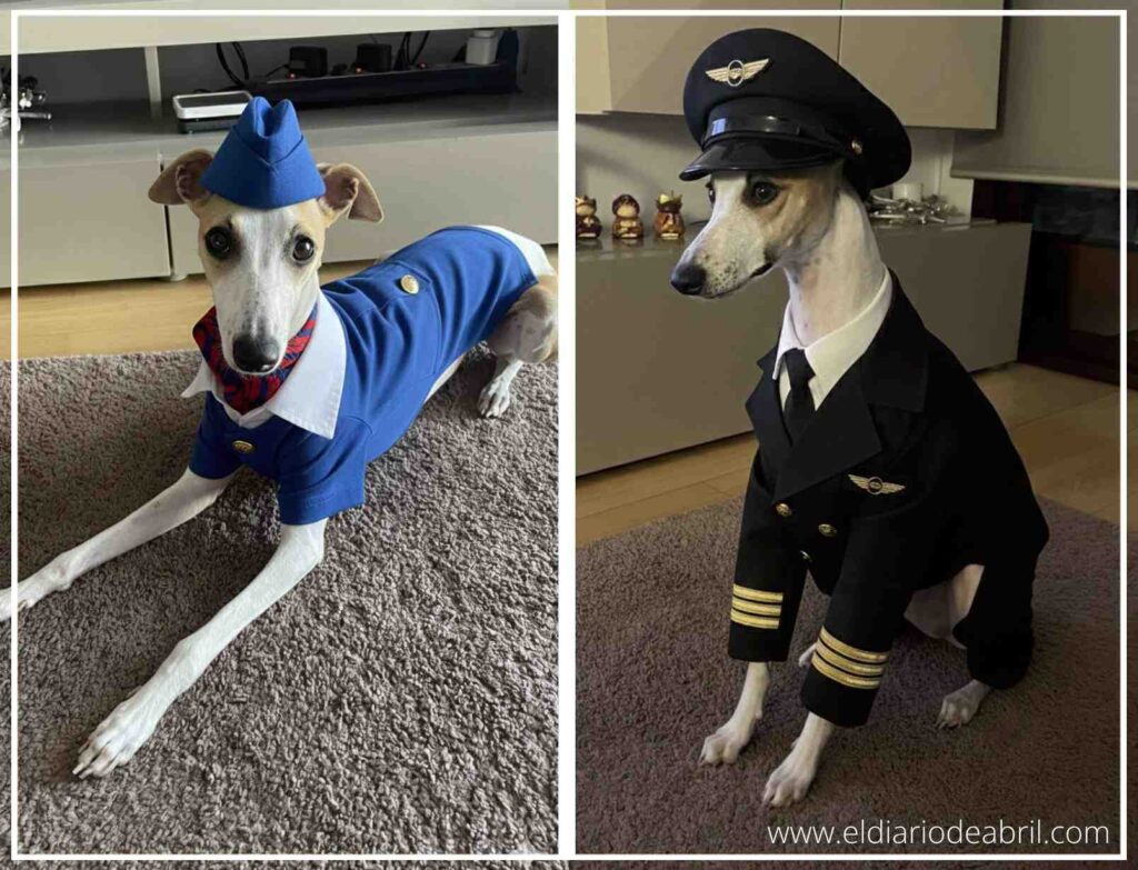 Perro Whippet Abril con uniforme de Comandante de vuelo, retrato digital serio.