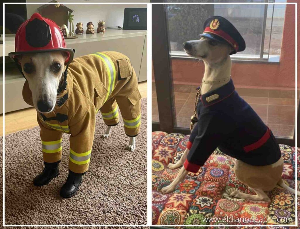 Whippet Abril disfrazada de Bombera valiente con casco, imagen de IA.