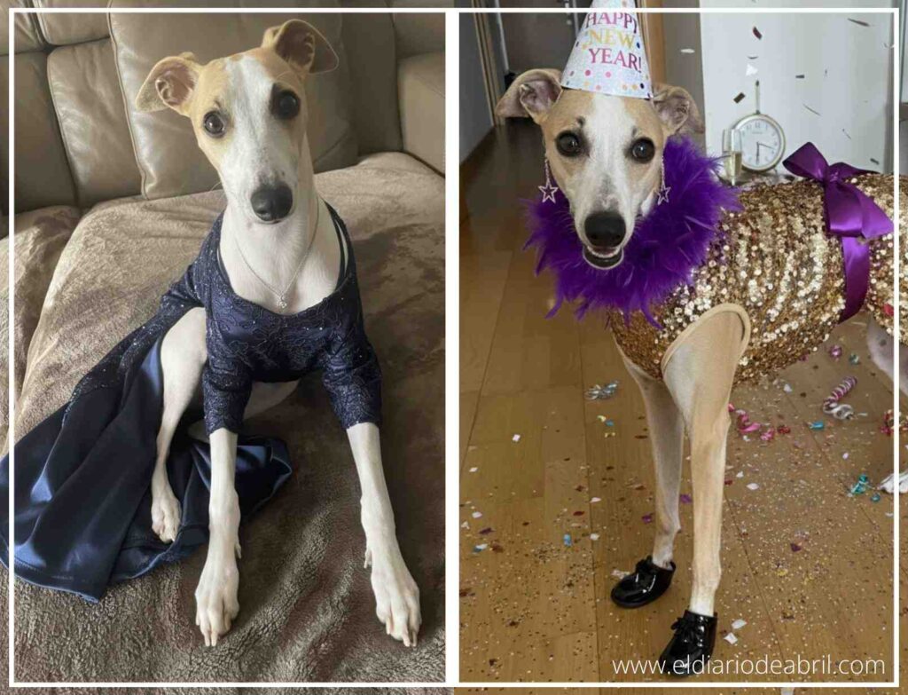 Whippet de fiesta, Abril en un atuendo festivo y divertido, imagen digital.