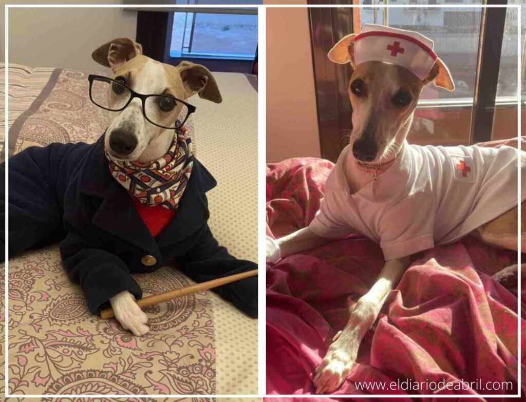 Whippet Abril en el papel de Maestra, diseño digital que simula un aula.