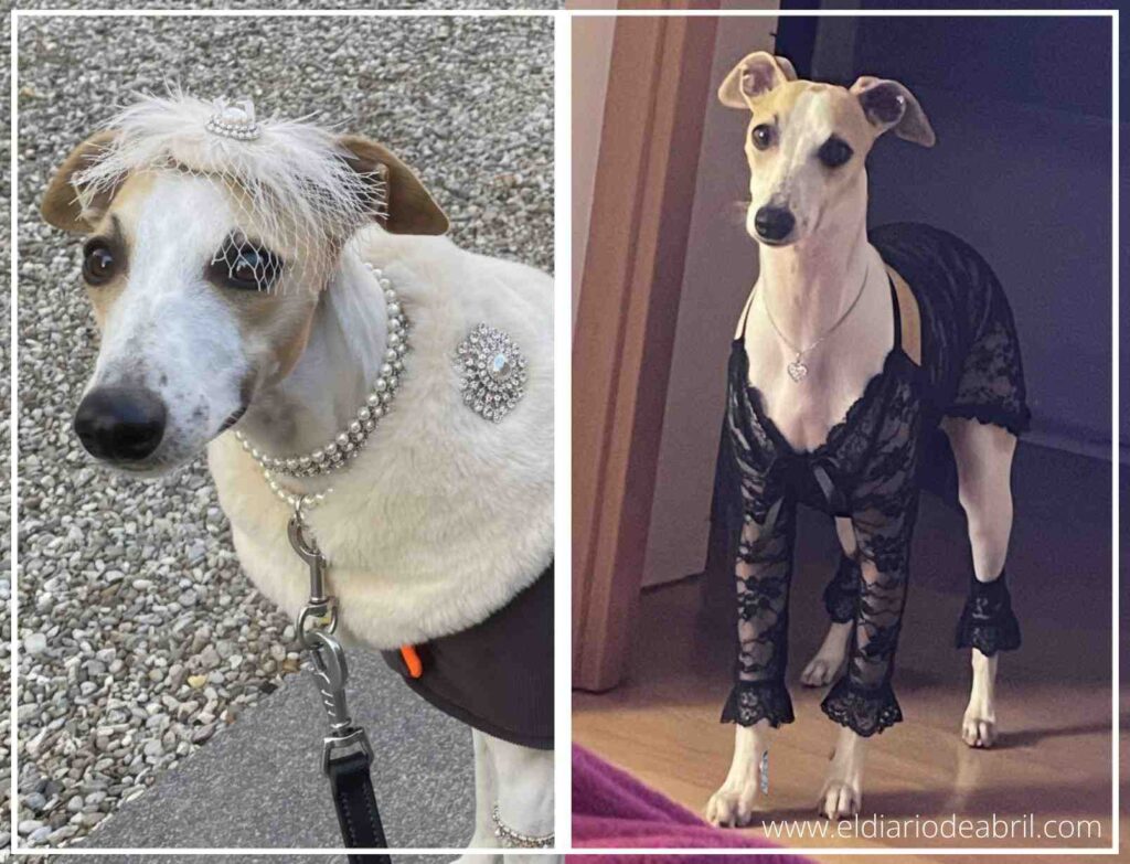Perro Whippet Abril como Princesa elegante, diseño digital de fantasía.