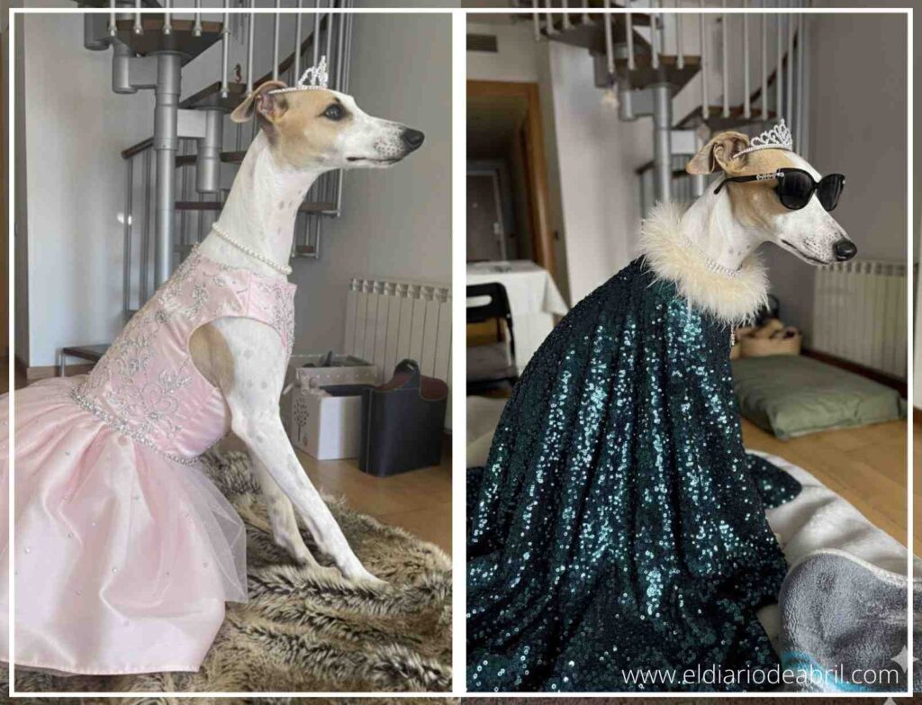 Whippet Abril disfrazada de Reina con corona y manto, imagen creada con Inteligencia Artificial.