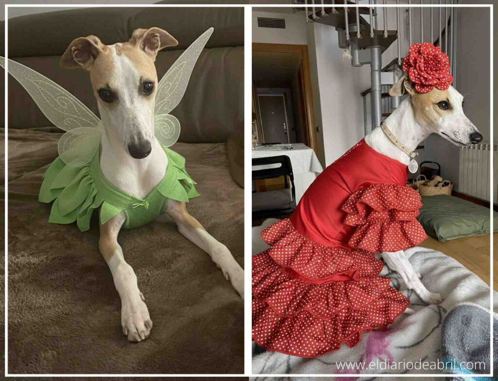 Whippet Abril con traje de Sevillana flamenca, arte digital andaluz.