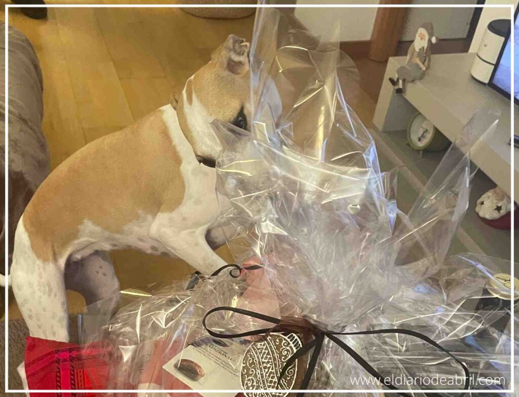 La perra Abril explorando olfativamente los contenidos de la cesta navideña que llegó como regalo a casa.