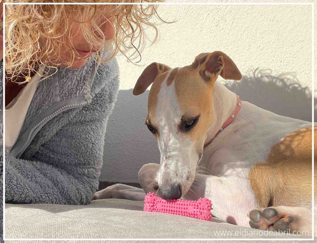 Abril la Whippet jugando con su mordedor rosa favorito junto a su dueña en casa