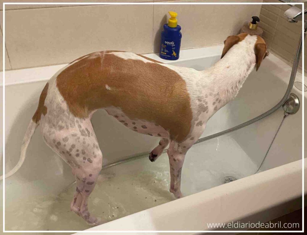 Fotografía de Abril, la perra Whippet, de pie y relajada en la bañera blanca, mirando hacia la zona de la grifería y la ducha, demostrando su buen comportamiento durante el baño.