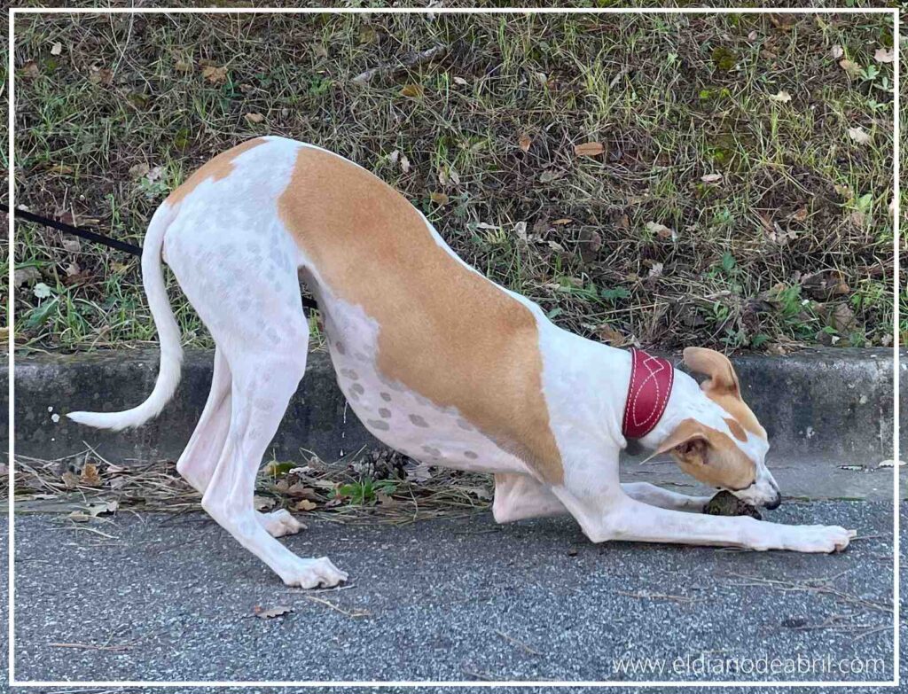 Nuestra Whippet Abril en postura de juego estirada sobre el suelo en el exterior.