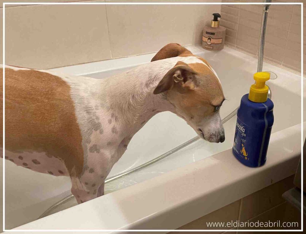 Abril, la perra Whippet, capturada de perfil dentro de la bañera mientras observa con curiosidad un bote de champú azul con dispensador amarillo colocado sobre el borde de mármol.