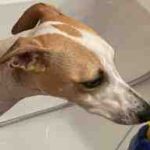 Fotografía en primer plano de Abril, una perra de raza Whippet de color blanco y canela, asomando la cabeza con tranquilidad por el borde de una bañera blanca durante su sesión de aseo doméstico.