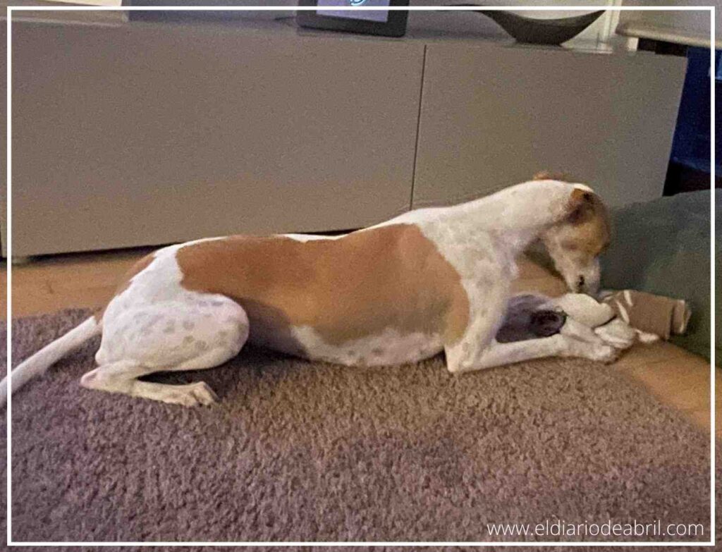 Perro de raza Whippet tumbado tranquilamente en el salón mientras resuelve un reto de enriquecimiento ambiental.