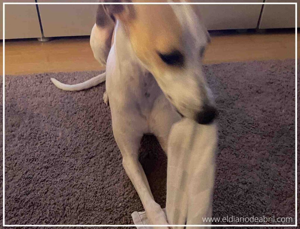 Detalle de la cara de un Whippet concentrado mientras realiza ejercicios de estimulación mental en casa.