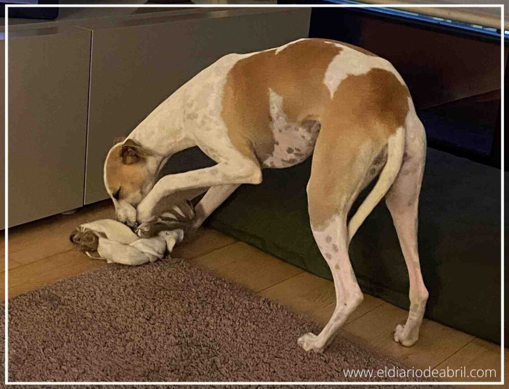 Whippet de pie manipulando con sus patas un juguete de tela anudada para trabajar la maña y el olfato.