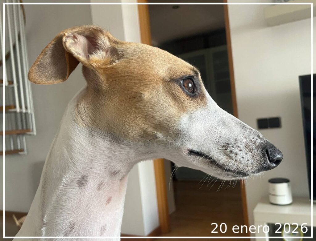 Retrato de perfil de un perro de raza Whippet tomado en casa durante el mes de enero.