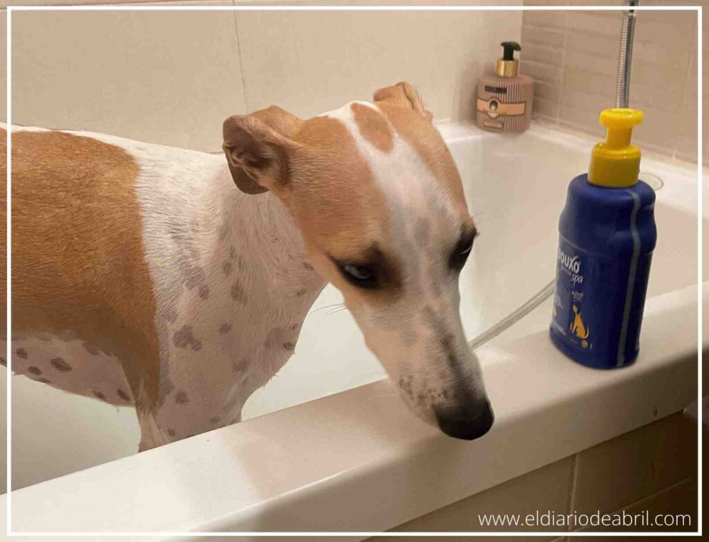 Primer plano de la cara de Abril, la Whippet, con expresión pensativa y tranquila dentro de la bañera, resaltando sus grandes ojos oscuros y sus características manchas marrones sobre el pelaje corto.