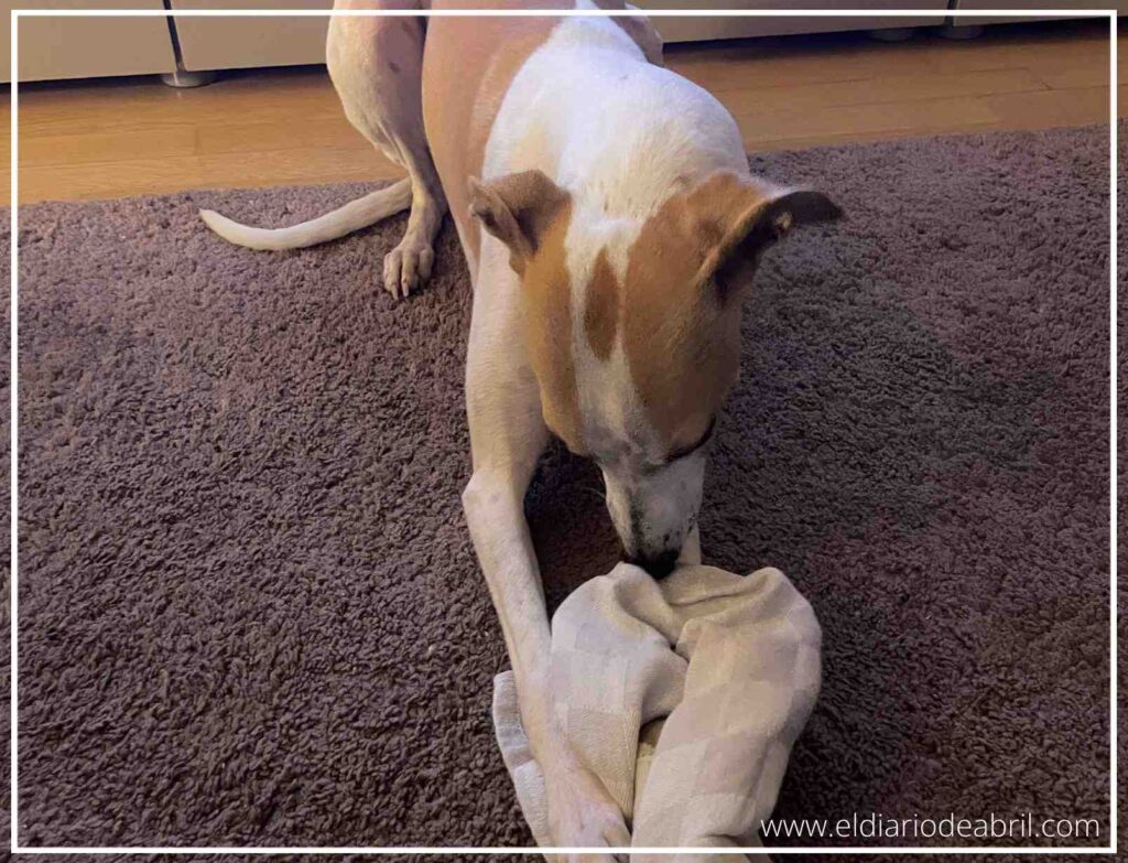 Primer plano de perro Whippet utilizando su hocico para desenredar un juego de telas casero en la alfombra.