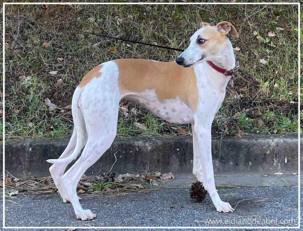 Posado elegante de cuerpo entero de la Whippet Abril durante un paseo por el campo.