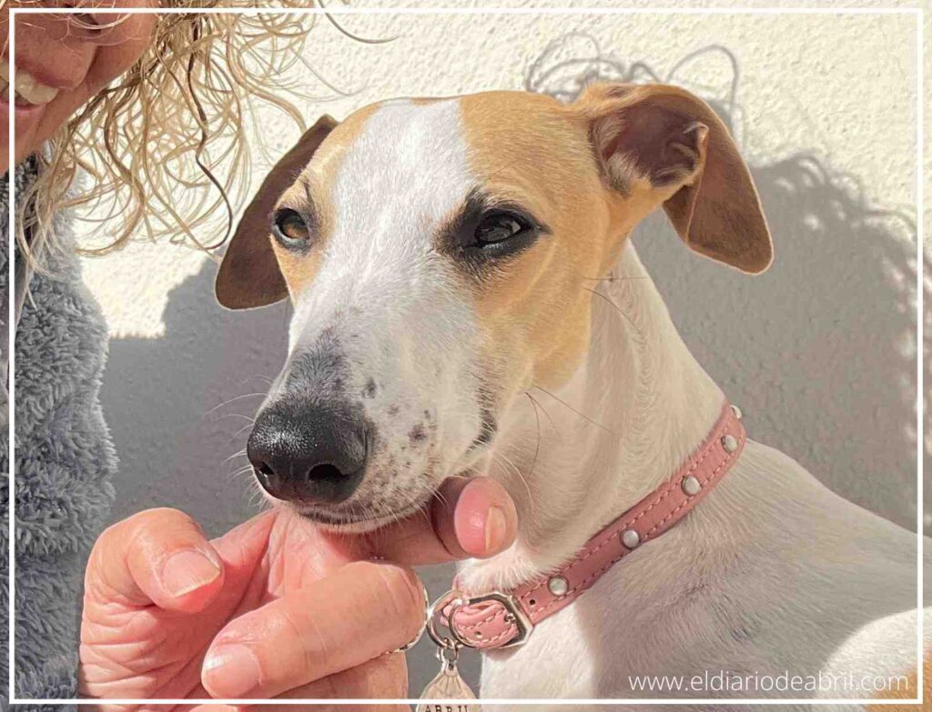 Primer plano de la cara de Abril recibiendo caricias, mostrando su collar rosa de puntos