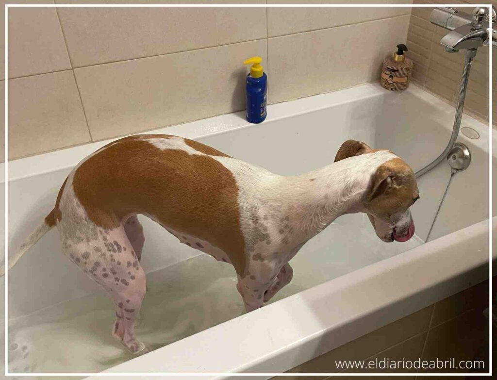 Imagen de la Whippet Abril de pie en la bañera esperando pacientemente el lavado, mostrando las manchas canela en su lomo y patas sobre el fondo blanco del sanitario y los azulejos claros.