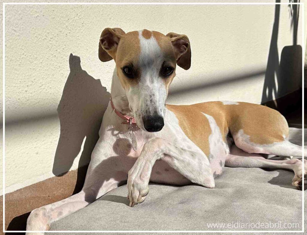 La Whippet Abril sentada en su cama mirando de frente durante su primer año en casa